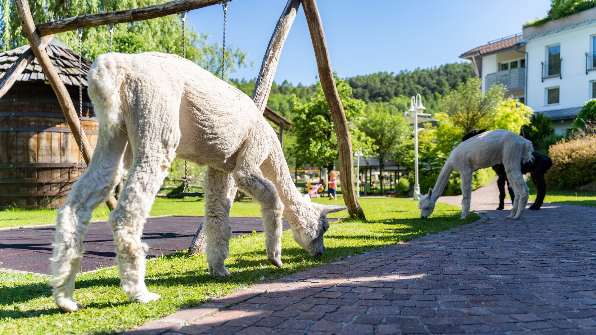 Familienhotels in Südtirol 4-Sterne-Superior Zwei Alpakas grasen auf einer Grünfläche neben einem Gehweg in einem Park