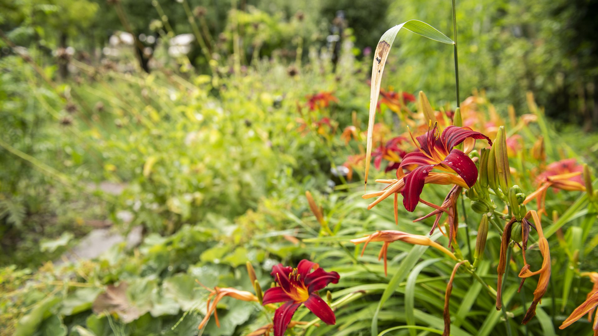 Lago di Monticolo/Montiggler See: a hotel that loves nature Red daylily flowers growing in a green garden under natural light